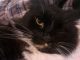 Cat - Sylvester - Domestic longhair