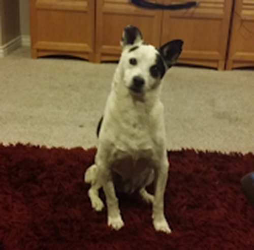 Dog: Buddy – Jack Russell Terrier / Springer Spaniel