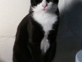 Cat: Tux (Domestic Shorthair)