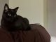Pet cat: Justine - Black domestic shorthair