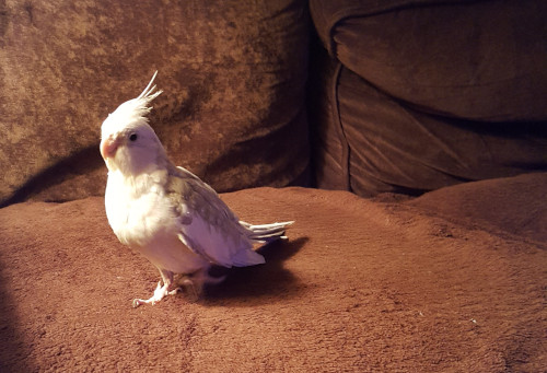 Pet bird: Snowflake – Cockatiel