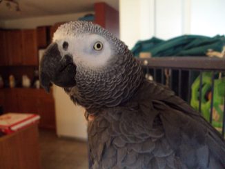 Pet Bird - Maccabee parrot