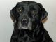 Black "Jax" Lucky Dog (Labrador Retriever)