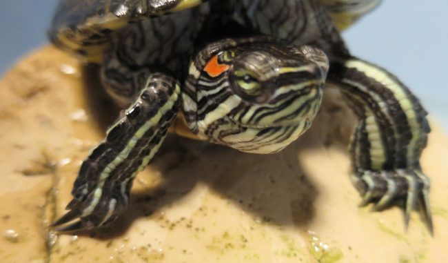 Pet turtle: Spotty-P - Red Ear Slider Turtle