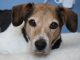 Pet Dog Jackson - Beagle Terrier mix