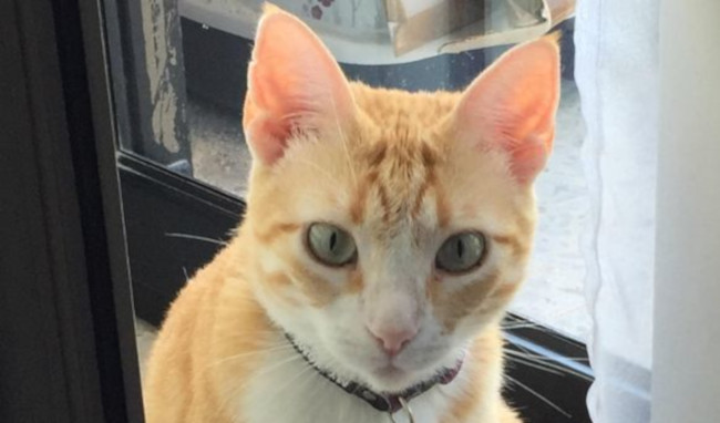 Cat: Ginger Rose - Malta