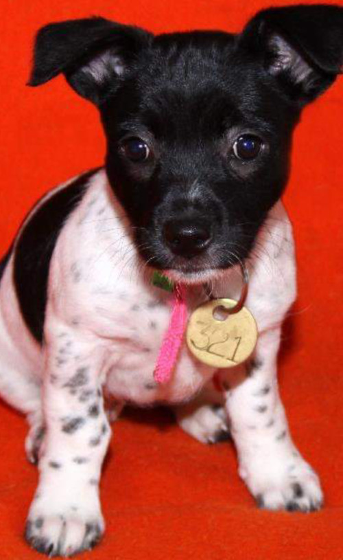 Pet dog: Billie - (Jack Russell - Blue Heeler)